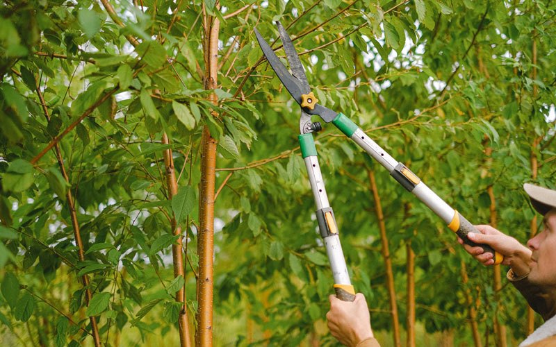 Tree trimming in Sawyerville, IL